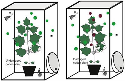 Herbivore-Induced Changes in Cotton Modulates Reproductive Behavior in the Moth Spodoptera littoralis